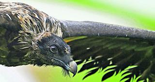 Rekord. In diesem Jahr sind im gesamten Alpenraum 30 wild geschl&uuml;pfte Bartgeier ausgeflogen.  