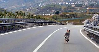 Dieses Foto vom Dienstagmorgen, das ein wolfs&auml;hnliches Tier auf der Kantonsstrasse bei Salgesch zeigt, sorgt in den sozialen Medien f&uuml;r Aufruhe.