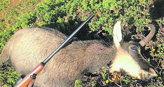 G&auml;mse. Wenn ein Jagdgast einen G&auml;msbock erlegt, wird dieser dem Kontingent des Walliser J&auml;gers angelastet. Dieser darf dann keinen G&auml;msbock erlegen. Die Jagdstrecke erh&ouml;ht sich dadurch also nicht