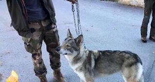 Der tschechische Wolfshund ist wieder bei seinem Herrchen.