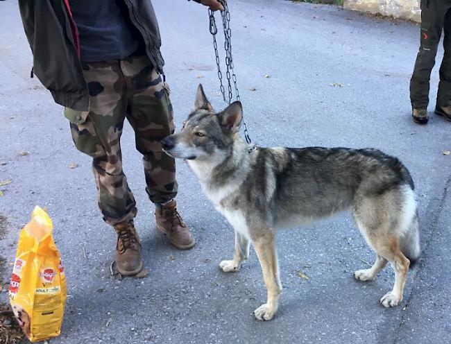 Der tschechische Wolfshund ist wieder bei seinem Herrchen.