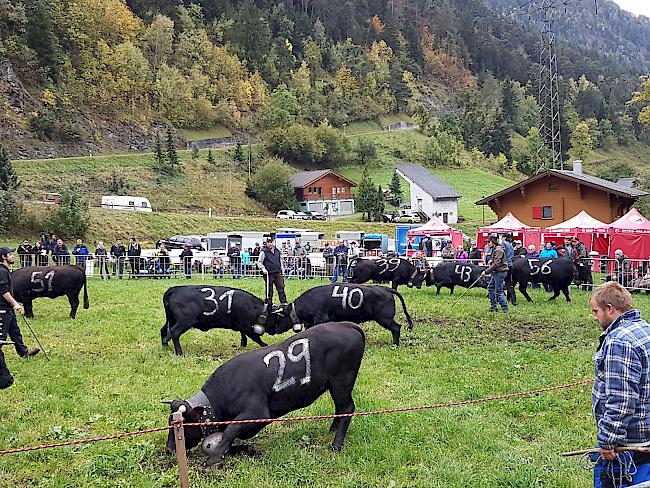 Insgesamt 58 Eringer-Rinder wurden für den Anlass herangefahren.