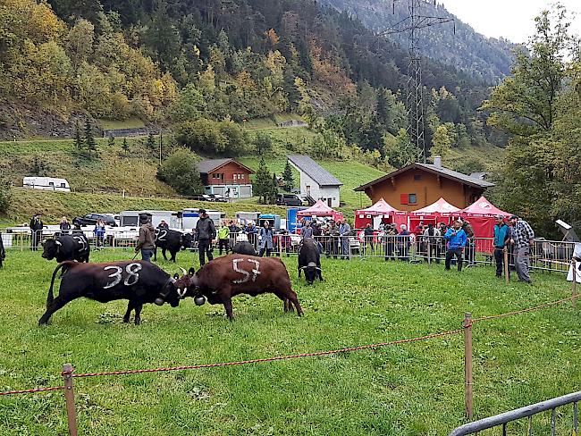 Das kühle, aber trockene Wetter versprach Muskelspiele der muskulösen Damen.