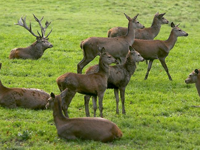 Auch wenn die Importe zuletzt leicht rückläufig waren, werden in der Schweiz immer noch mehr als zwei Drittel des konsumierten Wilds aus dem Ausland eingeführt (Archivbild).