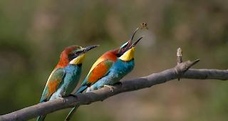Lockt Besucher in den Naturpark Pfyn-Finges. Der Bienenfresser.