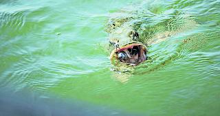 R&uuml;ckl&auml;ufig. Die F&auml;nge von solch pr&auml;chtigen Hechten gingen im Vergleich zum Vorjahr um vier Tonnen zur&uuml;ck. 