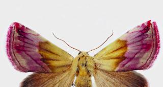 Ein Exemplar von vielen. Das Purpur-Zwergeulchen ist in der Sammlung des Naturmuseums Wallis zu finden.  