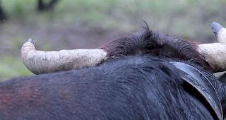 In der welschen Gemeinde Bovernier musste am Samstag eine Eringerkuh get&ouml;tet werden, weil sich diese auf die Passstrasse verirrt hatte (Symbolbild).