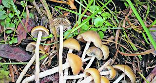 Verh&auml;ngnisvolle Verwechslung. Auch im Oberwallis sind viele psylocibinhaltige Pilze zu finden. Von Auge sind sie aber kaum von giftigen Exemplaren zu unterscheiden, die zu einem Nierenversagen f&uuml;hren. 