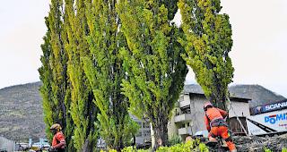 Und tsch&uuml;ss! Die Pappeln entlang des Torwegs werden nach dem F&auml;llen in St&uuml;cke zerlegt. 