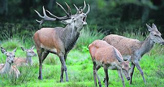Eindr&uuml;cklich. Der Film von Vinzenz Imboden gibt einen anschau-lichen Einblick in die Brunft der Hirsche in unseren heimischen Bergw&auml;ldern.  