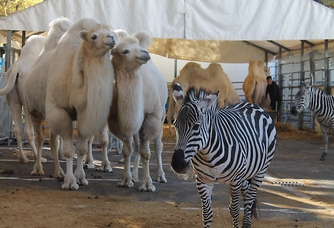 Im fahrenden Zoo des Zirkus