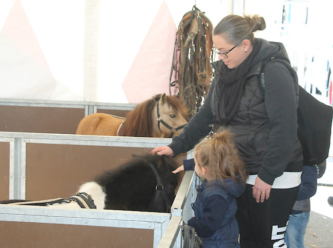 Die kleinen Ponys verlocken zum Streicheln.