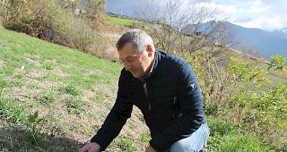 Zunftmeister German Jossen pfl&uuml;ckt eine Safranbl&uuml;te auf seinem Acker.