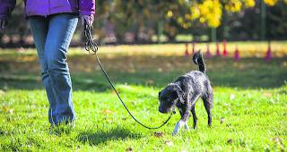 Wieder einf&uuml;hren? Obwohl der Bund die Pflicht f&uuml;r Hundehalter-Kurse aufgehoben hat, will sie der Kanton Wallis wieder einf&uuml;hren. Das letzte Wort hat der Grosse Rat. 