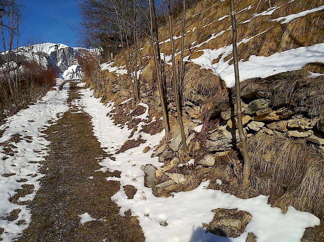 Vor ihrer Instandstellung war die Trockensteinmauer verfallen und überwuchert.