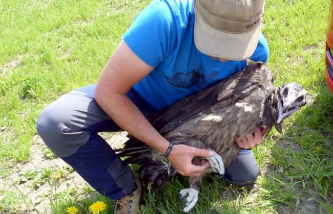 Monate zuvor. Der Jungvogel während einer Kontrolle seines gebrochenen Beins im vergangenen Mai.