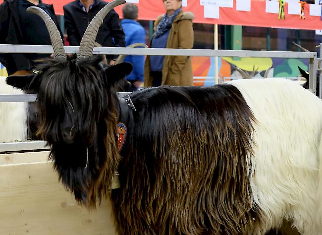 Rund 170 Ziegen hatten die vier Experten zu bewerten.