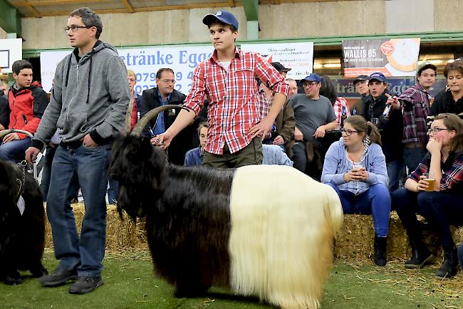 Simon Eggel holte mit seiner Ziege «Bambina» den Miss Visp Titel.