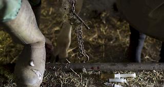 Spritzen mit Antibiotika und hom&ouml;opathischen Arzneimitteln auf dem Boden eines Kuhstalls. (Archiv)