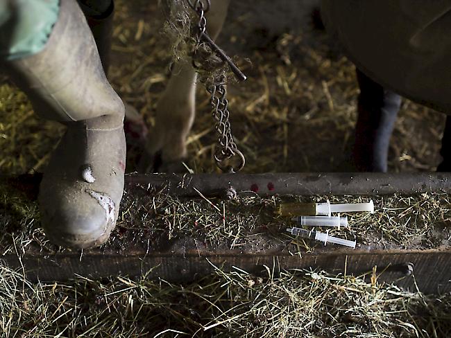 Spritzen mit Antibiotika und homöopathischen Arzneimitteln auf dem Boden eines Kuhstalls. (Archiv)