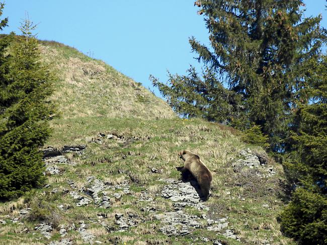 Bär M29 am 26. Mai im Eriz. Das Foto sorgte für Furore, weil es der erste Nachweis eines wilden Bären im Kanton Bern seit 190 Jahren war.