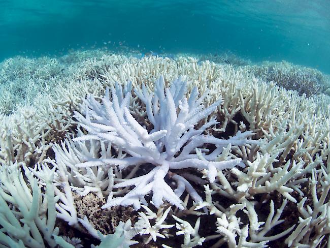 Auf der indonesischen Insel Sulawesi hat sich am Freitag ein schweres Erdbeben ereignet.