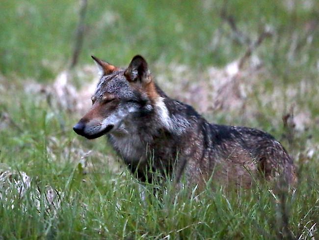 Anhand genetischer Proben konnten im Wallis zwei bisher in der Schweiz unbekannte Wölfe nachgewiesen werden. (Archivbild)