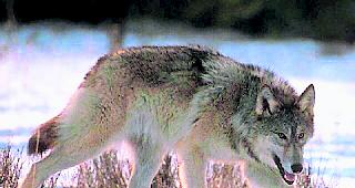 Seit der R&uuml;ckkehr des Wolfes in die Schweiz Ende der 90er-Jahre wurden sechs Tiere gewildert, neun legal geschossen. 