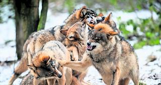 Mischlingsformen. Die drei bekannten Rudel in den Schweizer Alpen seien keine Kreuzungen, so die Forscher.