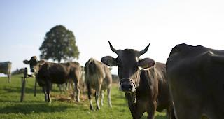 Das Parlament hat beschlossen, neue Subventionen f&uuml;r Milch und Getreide einzuf&uuml;hren. (Archivbild)