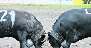 Harte K&auml;mpfe. Die Vorbereitungen f&uuml;r das kommende Nationale Finale der Eringerrasse, welches am 5. und 6. Mai 2018 in der Arena in Aproz ausgetragen wird, laufen an.  