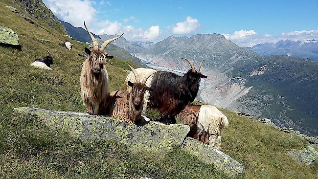 Ziegen auf der Belalp oberhalb des Tyndall-Denkmales.