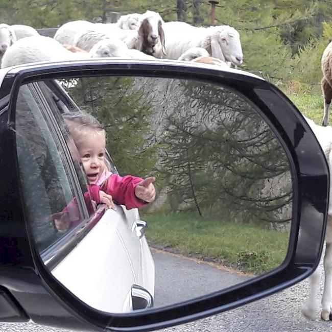 Die kleine Seline findet grossen Gefallen an einer Herde Saaser-Mutten. Das Foto wurde im August diesen Jahres bei Furggstalden in Saas-Almagell gemacht.