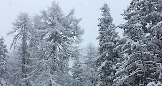 Besonders in Waldn&auml;he ist derzeit Vorsicht angesagt.
