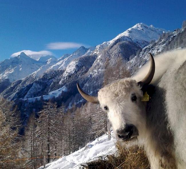 Yak mit Brunegghorn.