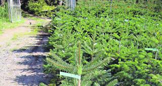 Keine B&auml;ume. Erst im kommenden Jahr kann das Atelier Manus wieder Topf-Tannenb&auml;ume zu den Kunden transportieren.  