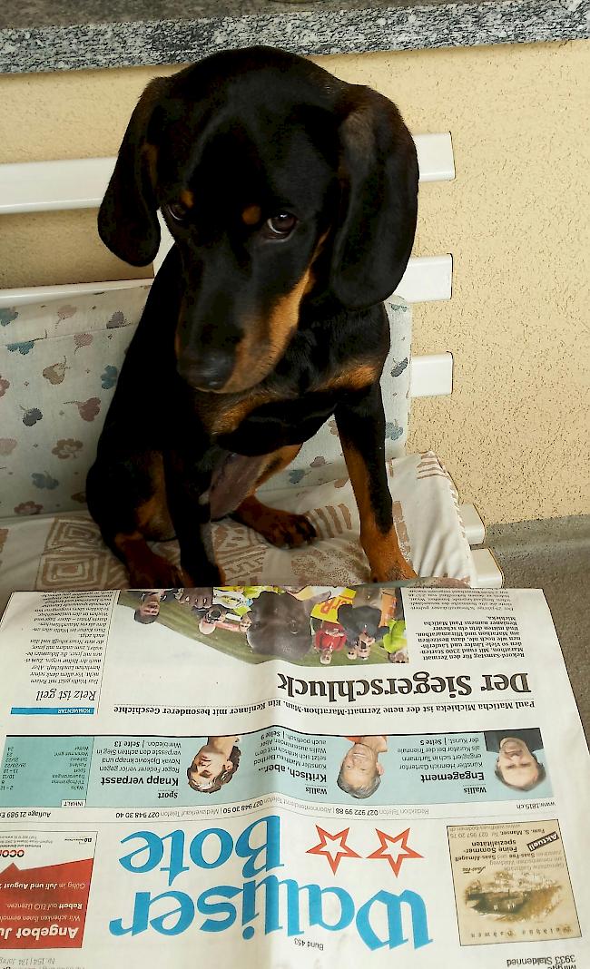 Hündin «Bella» beim «Begutachten» der Schlagzeilen im «Walliser Boten».