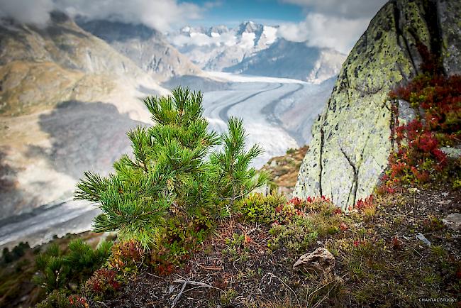 Das Gewinnerfoto von Chantal Stucky