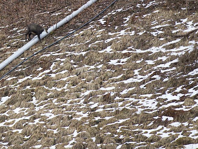 Müssen die Tiere im Winter fliehen, kostet sie das viel Energie: Gämse im eidgenössischen Jagdbanngebiet Kiental BE. (Archiv)