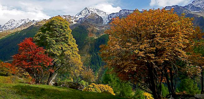 Ein Herbstbild vom Lötschen. Es erinnert ein wenig an die Gemälde des Lötschentaler Kunstmalers Nyfeler.