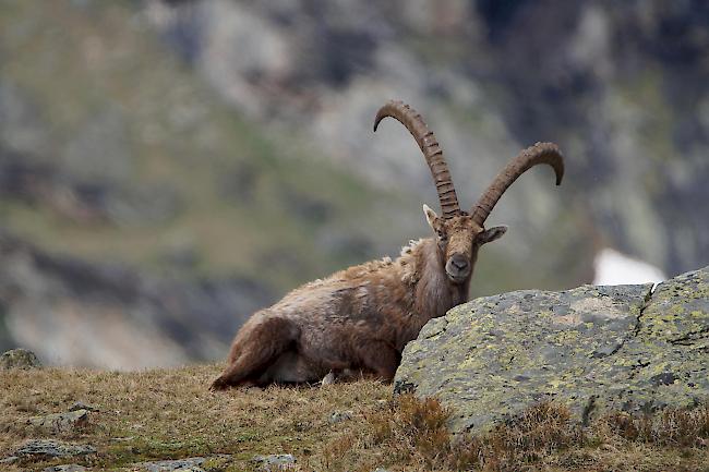 Steinbock, des Winters überdrüssig, blickt gen Frühling.