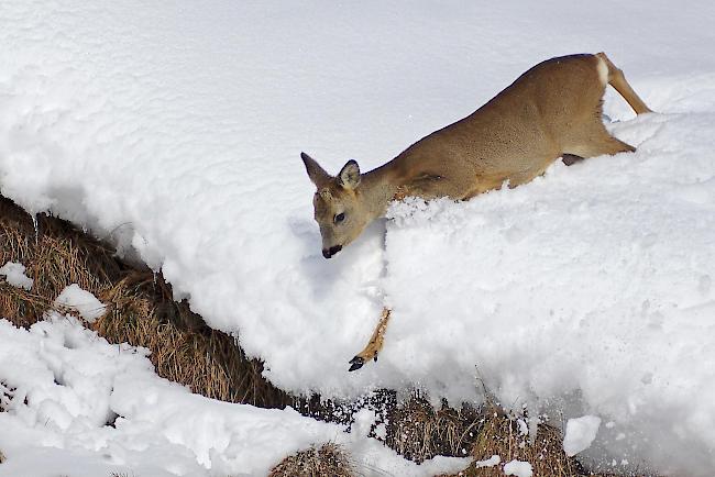 Harte Zeiten für das Rehwild bei Neuschnee. Besonders Jungtiere wie dieses Bockkitz haben Mühe.