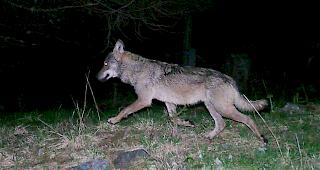 Fotofallenbild eines Wolfes des Augstbord-Rudels vom 22. Juli 2017 im Turtmanntal.