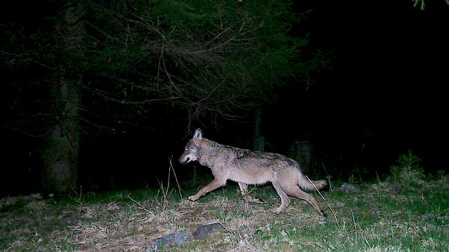 Der Schnappschuss des «Augstbord-Wolfs» gelang am 22. Juli 2017 im Turtmanntal.