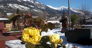 Ein Rosengruss von Artus an alle Blogger