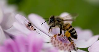 Mehrere 100'000 Bienen sind im vergangenen Jahr wegen einer Vergiftung gestorben. (Archiv)
