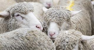 Die Schafe gerieten auf die Schnellstrecke zwischen Berlin und Hamburg. (Symbolbild)