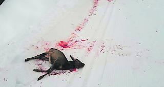 Blutige Spur. Eines der gerissenen Rehe.  