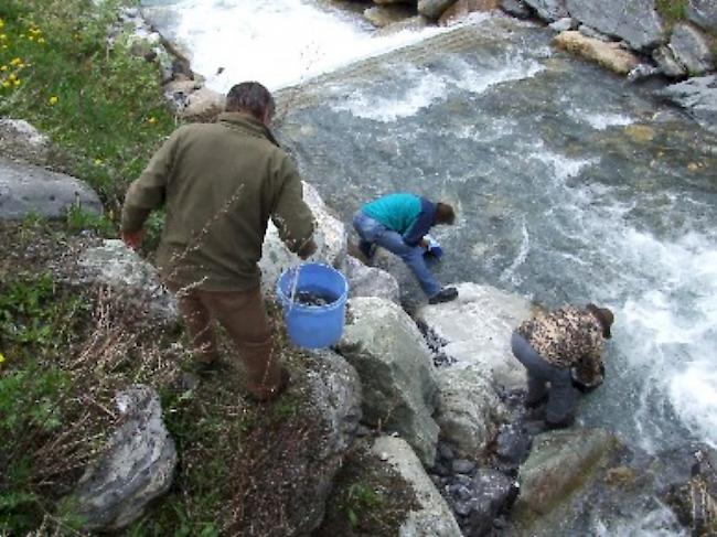 Wo fangen die Fischer aus der Region Leuk künftig ihre Fische?